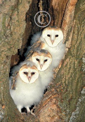 Young Barn Owls DM0902